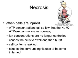 Necrosis
• When cells are injured
– ATP concentrations fall so low that the Na+
/K+
ATPase can no longer operate,
– ion concentrations are no longer controlled
– causes the cells to swell and then burst
– cell contents leak out
– causes the surrounding tissues to become
inflamed
 