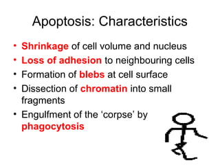 Apoptosis: Characteristics
• Shrinkage of cell volume and nucleus
• Loss of adhesion to neighbouring cells
• Formation of blebs at cell surface
• Dissection of chromatin into small
fragments
• Engulfment of the ‘corpse’ by
phagocytosis
 