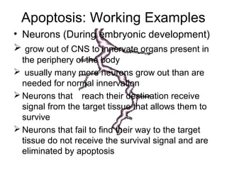 Apoptosis: Working Examples
• Neurons (During embryonic development)
 grow out of CNS to innervate organs present in
the periphery of the body
 usually many more neurons grow out than are
needed for normal innervation
 Neurons that reach their destination receive
signal from the target tissue that allows them to
survive
 Neurons that fail to find their way to the target
tissue do not receive the survival signal and are
eliminated by apoptosis
 