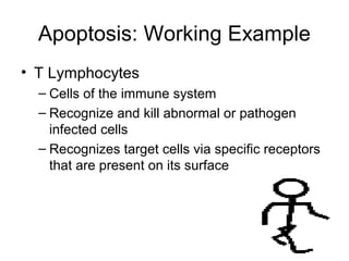 Apoptosis: Working Example
• T Lymphocytes
– Cells of the immune system
– Recognize and kill abnormal or pathogen
infected cells
– Recognizes target cells via specific receptors
that are present on its surface
 