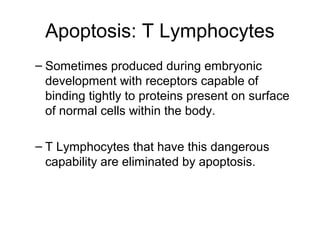 Apoptosis: T Lymphocytes
– Sometimes produced during embryonic
development with receptors capable of
binding tightly to proteins present on surface
of normal cells within the body.
– T Lymphocytes that have this dangerous
capability are eliminated by apoptosis.
 