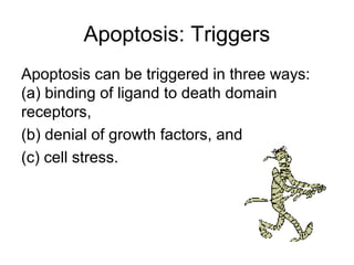 Apoptosis: Triggers
Apoptosis can be triggered in three ways:
(a) binding of ligand to death domain
receptors,
(b) denial of growth factors, and
(c) cell stress.
 