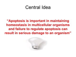 Central Idea
“Apoptosis is important in maintaining
homeostasis in multicellular organisms
and failure to regulate apoptosis can
result in serious damage to an organism”
 