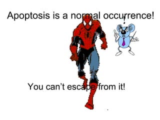 Apoptosis is a normal occurrence!
You can’t escape from it!
 