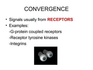 CONVERGENCE
• Signals usually from RECEPTORS
• Examples:
-G-protein coupled receptors
-Receptor tyrosine kinases
-Integrins
 