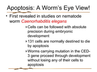 Apoptosis: A Worm’s Eye View!
• First revealed in studies on nematode
worm Caenorhabditis elegans
»Cells can be followed with absolute
precision during embryonic
development
»131 cells are normally destined to die
by apoptosis
»Worms carrying mutation in the CED-
3 gene proceed through development
without losing any of their cells to
apoptosis
 