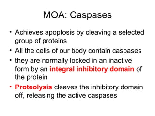 MOA: Caspases
• Achieves apoptosis by cleaving a selected
group of proteins
• All the cells of our body contain caspases
• they are normally locked in an inactive
form by an integral inhibitory domain of
the protein
• Proteolysis cleaves the inhibitory domain
off, releasing the active caspases
 