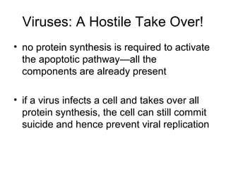 Viruses: A Hostile Take Over!
• no protein synthesis is required to activate
the apoptotic pathway—all the
components are already present
• if a virus infects a cell and takes over all
protein synthesis, the cell can still commit
suicide and hence prevent viral replication
 