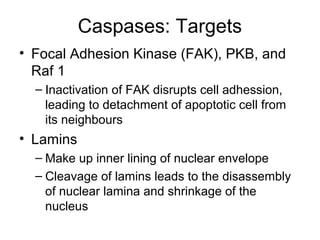 Caspases: Targets
• Focal Adhesion Kinase (FAK), PKB, and
Raf 1
– Inactivation of FAK disrupts cell adhession,
leading to detachment of apoptotic cell from
its neighbours
• Lamins
– Make up inner lining of nuclear envelope
– Cleavage of lamins leads to the disassembly
of nuclear lamina and shrinkage of the
nucleus
 