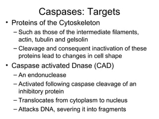 Caspases: Targets
• Proteins of the Cytoskeleton
– Such as those of the intermediate filaments,
actin, tubulin and gelsolin
– Cleavage and consequent inactivation of these
proteins lead to changes in cell shape
• Caspase activated Dnase (CAD)
– An endonuclease
– Activated following caspase cleavage of an
inhibitory protein
– Translocates from cytoplasm to nucleus
– Attacks DNA, severing it into fragments
 