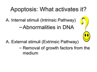 Apoptosis: What activates it?
A. Internal stimuli (Intrinsic Pathway)
–Abnormalities in DNA
A. External stimuli (Extrinsic Pathway)
– Removal of growth factors from the
medium
 