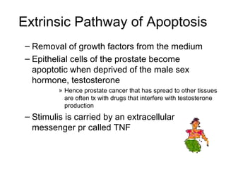 Extrinsic Pathway of Apoptosis
– Removal of growth factors from the medium
– Epithelial cells of the prostate become
apoptotic when deprived of the male sex
hormone, testosterone
» Hence prostate cancer that has spread to other tissues
are often tx with drugs that interfere with testosterone
production
– Stimulis is carried by an extracellular
messenger pr called TNF
 