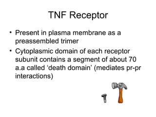 TNF Receptor
• Present in plasma membrane as a
preassembled trimer
• Cytoplasmic domain of each receptor
subunit contains a segment of about 70
a.a called ‘death domain’ (mediates pr-pr
interactions)
 