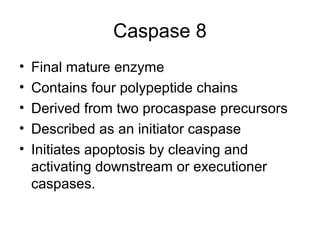 Caspase 8
• Final mature enzyme
• Contains four polypeptide chains
• Derived from two procaspase precursors
• Described as an initiator caspase
• Initiates apoptosis by cleaving and
activating downstream or executioner
caspases.
 
