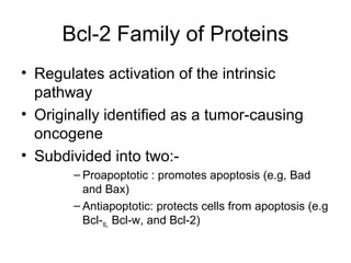 Bcl-2 Family of Proteins
• Regulates activation of the intrinsic
pathway
• Originally identified as a tumor-causing
oncogene
• Subdivided into two:-
– Proapoptotic : promotes apoptosis (e.g, Bad
and Bax)
– Antiapoptotic: protects cells from apoptosis (e.g
Bcl-XL, Bcl-w, and Bcl-2)
 