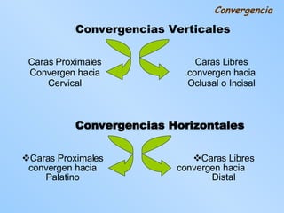 Convergencias Verticales Caras Proximales Convergen hacia Cervical Caras Libres convergen hacia Oclusal o Incisal Convergencia Convergencias Horizontales Caras Proximales convergen hacia Palatino Caras Libres convergen hacia  Distal 