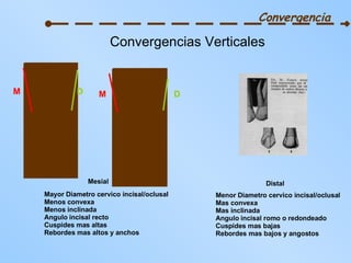 Convergencia Convergencias Verticales M D Mesial Mayor Diametro cervico incisal/oclusal Menos convexa Menos inclinada Angulo incisal recto Cuspides mas altas Rebordes mas altos y anchos M D Menor Diametro cervico incisal/oclusal Mas convexa Mas inclinada Angulo incisal romo o redondeado Cuspides mas bajas Rebordes mas bajos y angostos Distal 