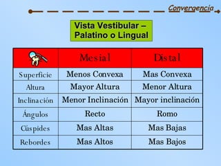 Vista Vestibular –  Palatino o Lingual Convergencia Mayor inclinación Menor Inclinación Inclinación Romo Recto Ángulos Mas Bajos Mas Altos Rebordes Mas Bajas Mas Altas Cúspides Menor Altura Mayor Altura Altura Mas Convexa Menos Convexa Superficie Distal Mesial 