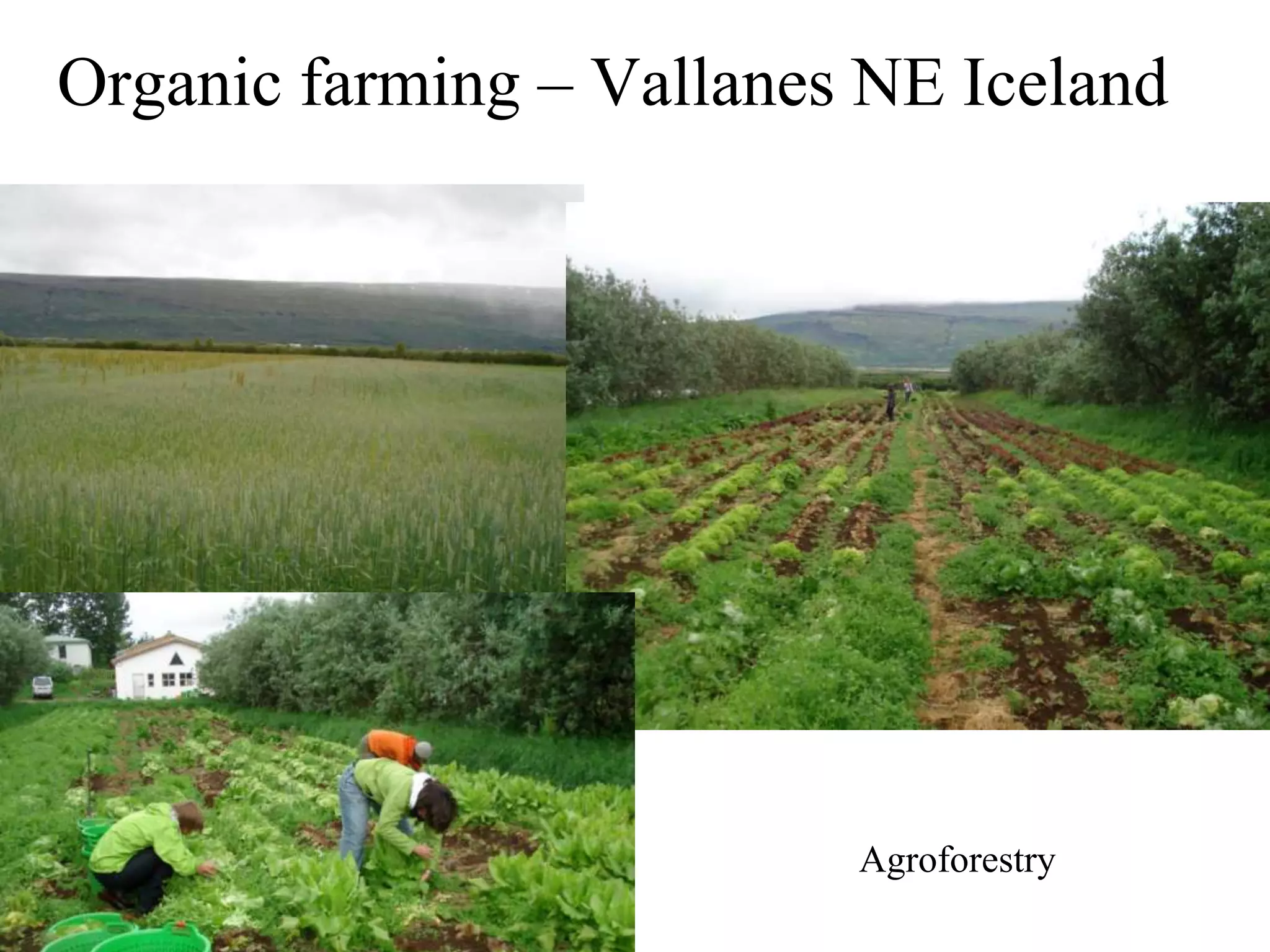 Organic farming – Vallanes NE Iceland




                          Agroforestry
 