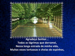 Agradeço Senhor...  Todas as lágrimas que derramei,  Nessa longa estrada de minha vida,  Muitas vezes tortuosas e cheias de espinhos,  