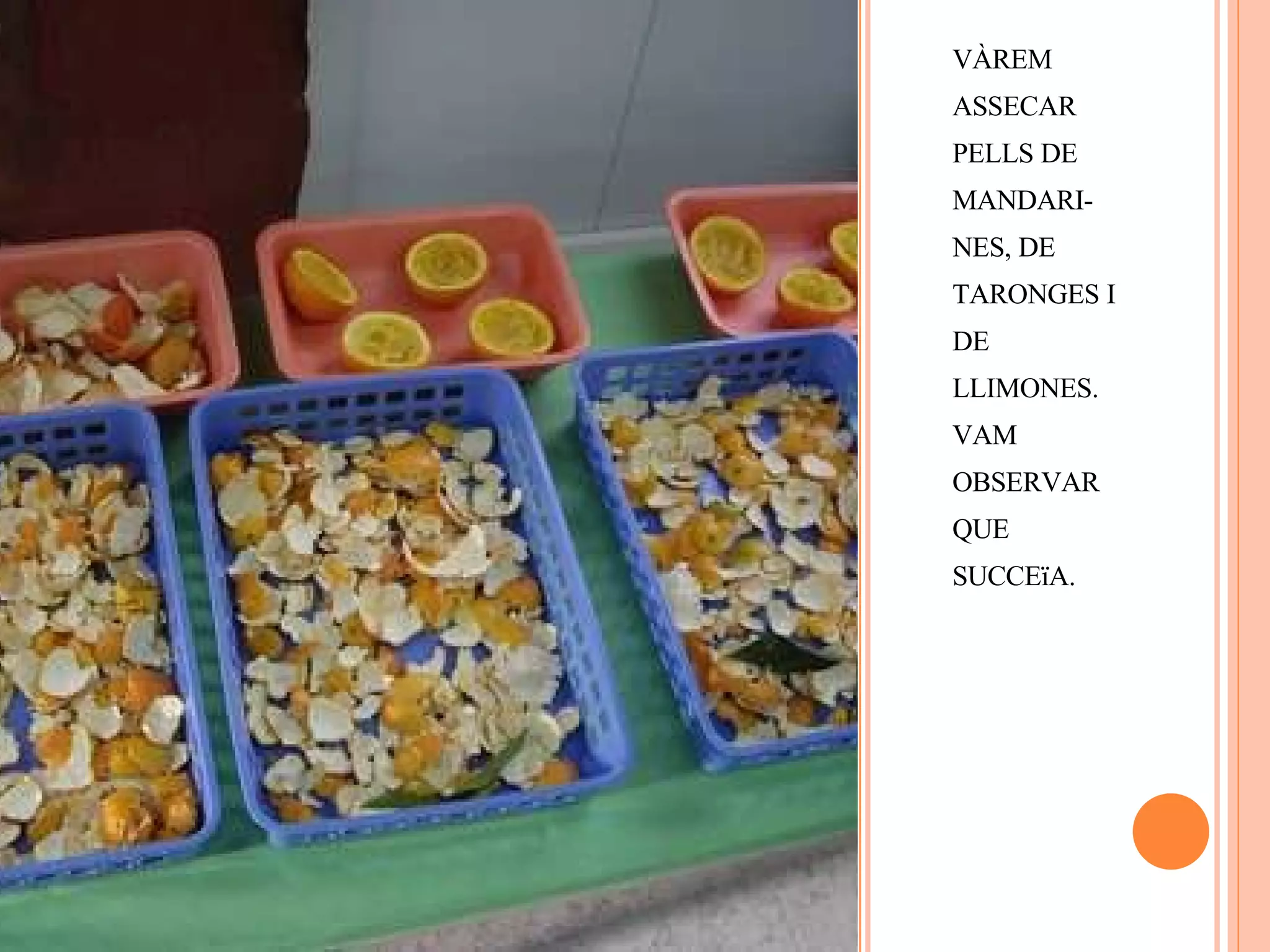 VÀREM ASSECAR PELLS DE MANDARI-NES, DE TARONGES I DE LLIMONES. VAM OBSERVAR QUE  SUCCEïA. 