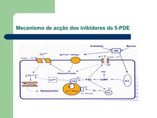 Mecanismo de acção dos inibidores da 5-PDE

 