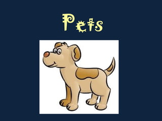 Pets
 