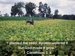 “I planted the seed, Apollos watered it,
        but God made it grow.”
            1 Corinthians 3: 6
         EVANGELISM
 