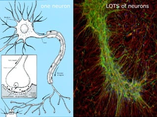 one neuron   LOTS of neurons 