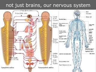 not just brains, our nervous system 