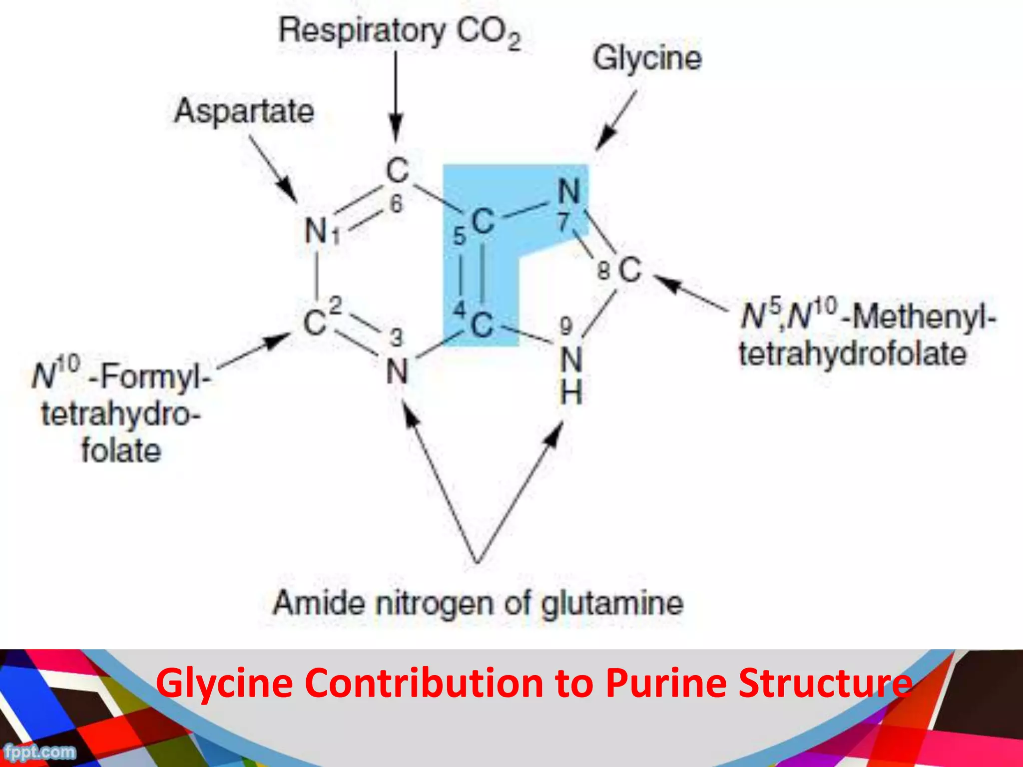 Conversion of amino acids into specialised products | PPTX