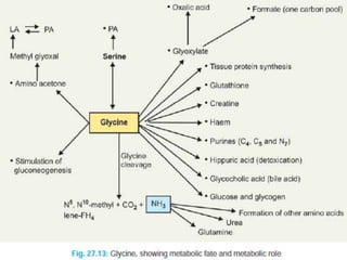 Conversion of amino acids into specialised products | PPTX