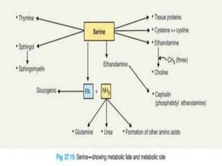 Conversion of amino acids into specialised products | PPTX