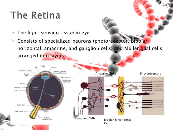 Conversion of fibroblasts to retinal cells by transcription (final)