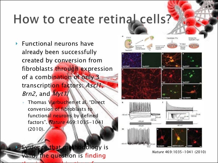 Conversion of fibroblasts to retinal cells by transcription (final)