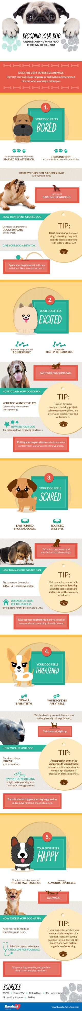 decoding-your-dog-what-fido-is-trying-to-tell-you-infographic