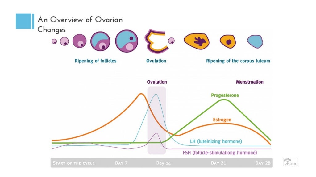 Physiology of menstrual cycle