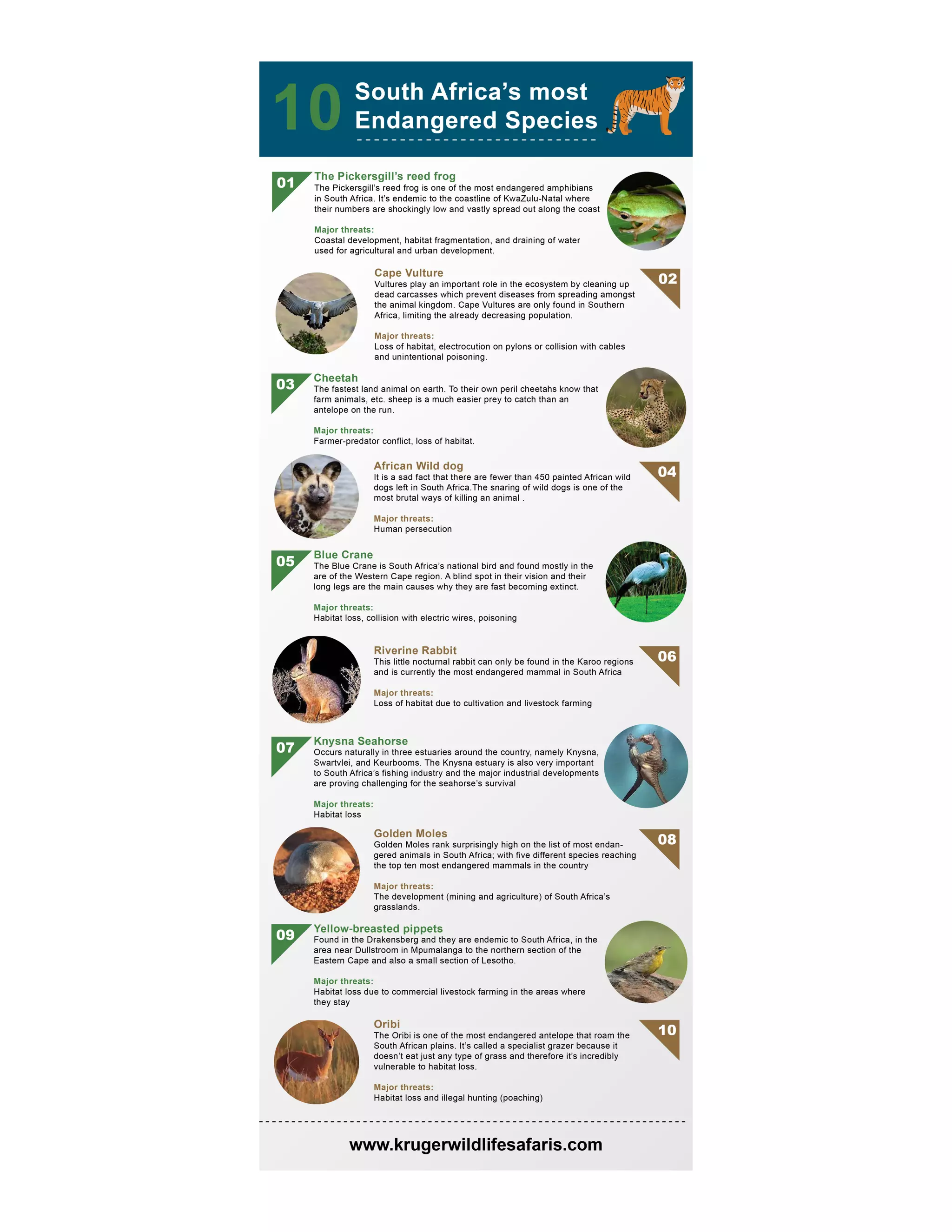 Then 10 most endangered wildlife species in South Africa | PDF
