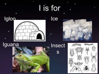 I is forIceIglooIguanaInsects