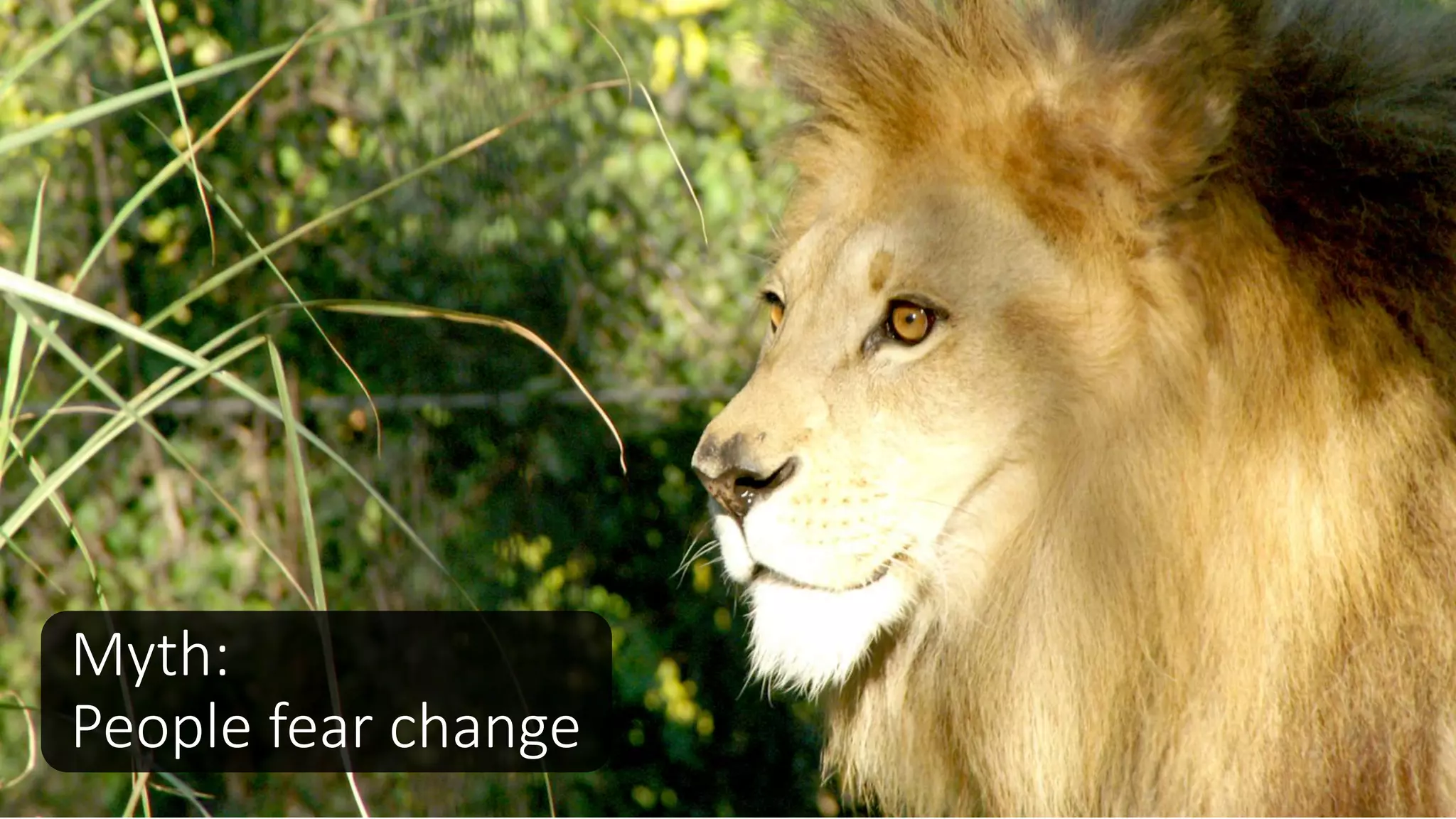 Myth:
People fear change
 