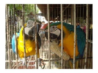 Convivencia con Jesús - Segundo Día