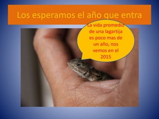 Los esperamos el año que entra
La vida promedio
de una lagartija
es poco mas de
un año, nos
vemos en el
2015
 