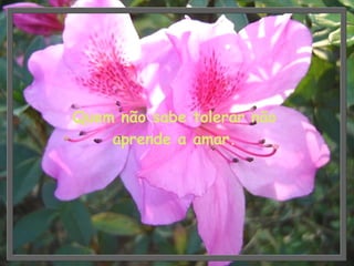 Quem não sabe tolerar não aprende a amar. 