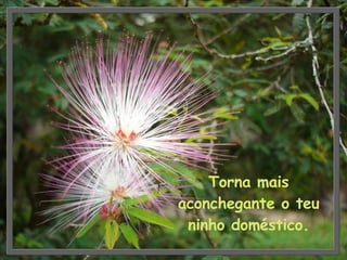 Torna mais aconchegante o teu ninho doméstico. 