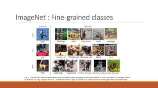 ImageNet : Fine-grained classes
 