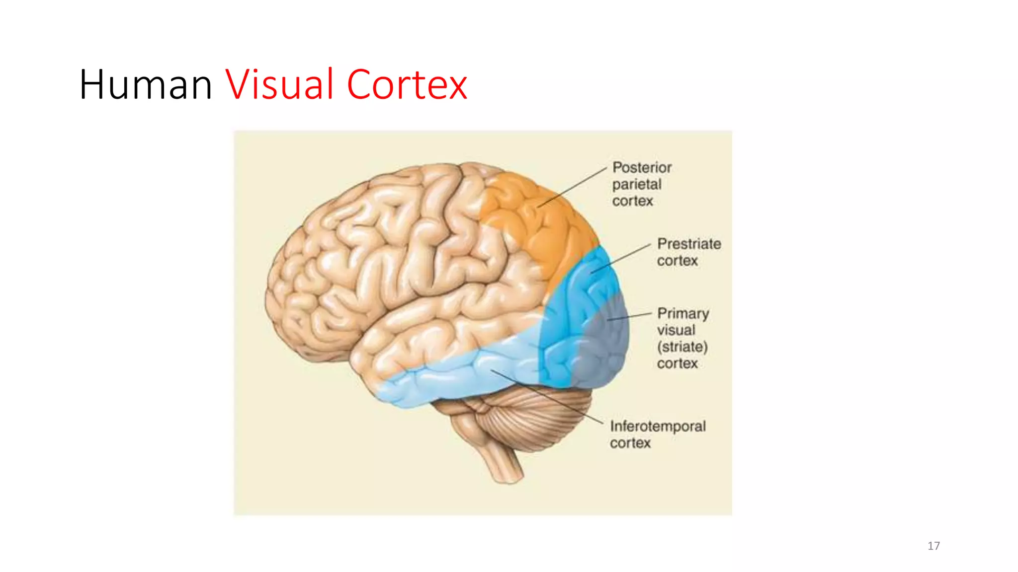 Human Visual Cortex
17
 
