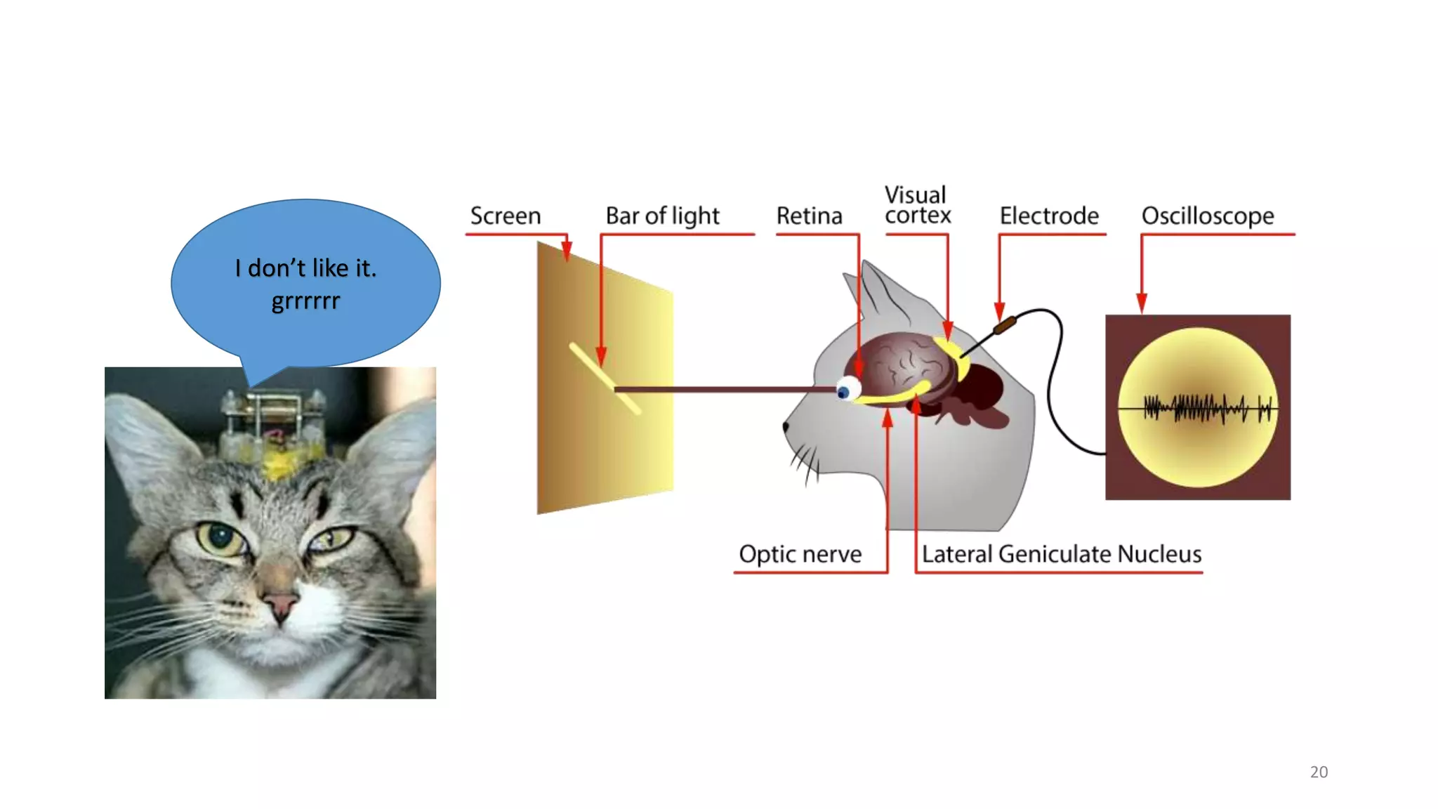 20
I don’t like it.
grrrrrr
 