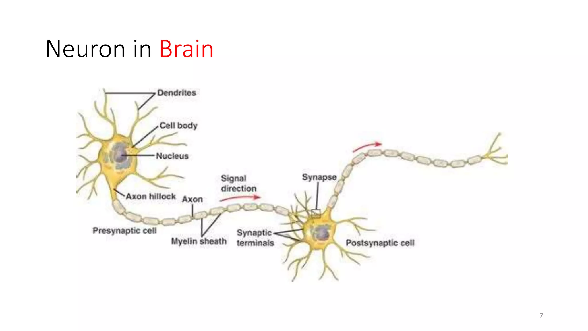 Neuron in Brain
7
 