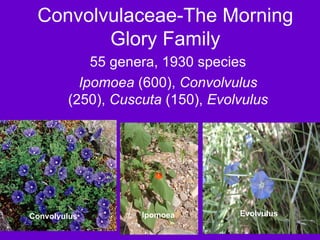 Convolvulaceae-The Morning Glory Family 55 genera, 1930 species Ipomoea  (600),  Convolvulus  (250),  Cuscuta  (150),  Evolvulus Convolvulus Ipomoea Evolvulus 