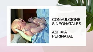 CONVULCIONE
S NEONATALES
ASFIXIA
PERINATAL
 